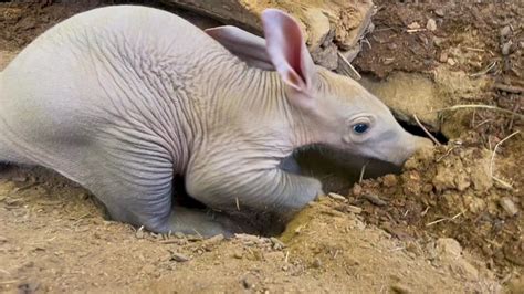  Aardvark: Descubra o Animal Noturno de Escavações Poderosas com Uma Língua Colossamente Adesiva!