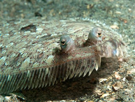  Flunder! A Master of Disguise Hiding on the Ocean Floor