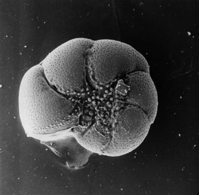  Foraminifera: Uma História Microscópica de Construtores de Casinhas que Resistem ao Tempo!