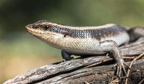  Homeless HorseshOE? Explore The Intriguing World Of This Cold-Blooded Lizard!