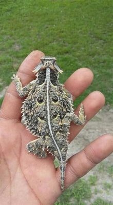  Horny Toad: Uma Anfíbia Sem Dentes que Conquista Corações com sua Aparência Única!