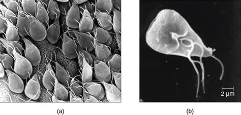  Kinetoplastida: Descubra o Parasita Unicelular com Flagelos que Causa Doenças Tropicais!