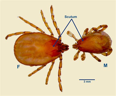  Rhipicephalus Sanguineus: A Tick That Thirsts for Mammalian Blood, Causing Irritation and Potential Disease Transmission!