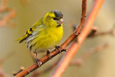 SISKIN: Um Pequeno Passeriforme Que Desperta Curiosidade Com Suas Longas Pontas Nas Penas Da Asa!