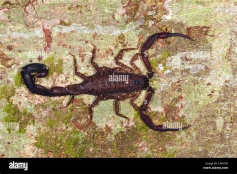 Escorpião-da-árvore: Um Mestre de Disfarce que Habita as Profundezas da Floresta Tropical!