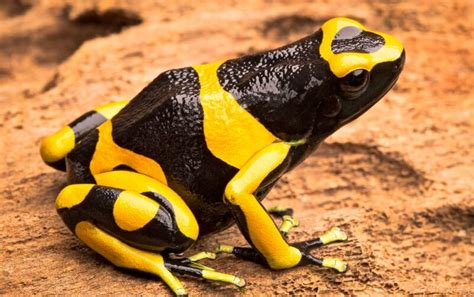  Yellow-Banded Poison Dart Frog: Uma Pequena Criatura Arlequimina com um Toque Letal que Vive em Meio a Folhas Gigantes!