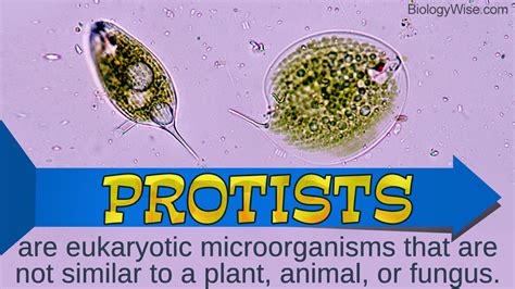  Zoophagus! Descubra o Mistério por Trás desta Criatura Amoebozoa que se Alimenta de Outros Protistas