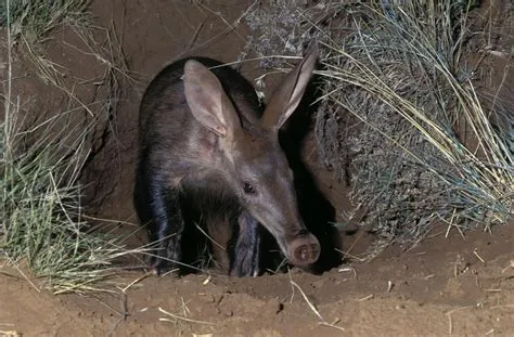  Aardvark: Descubra o Animal que Se Alimenta de Formigas e Termitas com uma Língua Extraordinária!