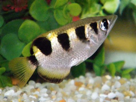  Archerfish! Descubra como estes peixes atiradores utilizam um jato de água para derrubar suas presas aéreas