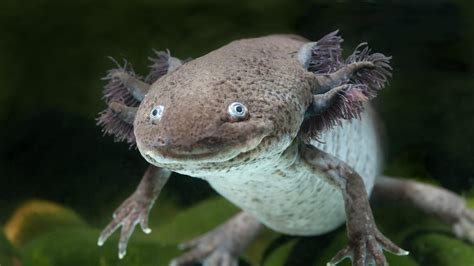  Axolotyl! Uma Criatura Única que Respira pela Pele e Faz Regeneração Celular Mágica