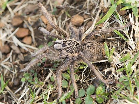  Baboon Spider: Uma Aranha Assustadora com um Olhar Fixo e Inimigo Mortal dos Insetos