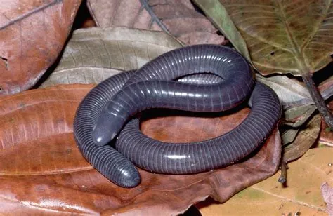  Caecilian: Um Anfíbio Noturno que Esconde Seus Segredos no Subsolo!