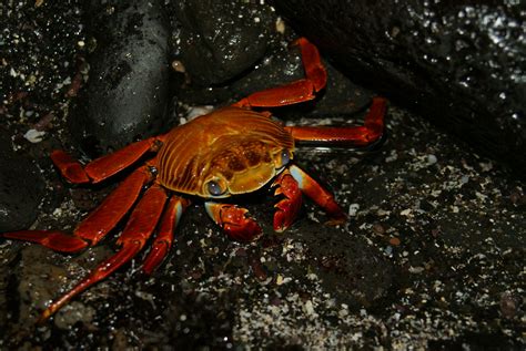  Grapsus! Desvendando os Segredos de um Caranguejo Adaptado à Vida Intertidal