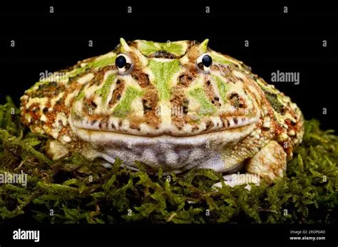  Horned Frog: Uma Ampliação de Pele Rugosa que Redefine o Conceito de Esperando em Silêncio