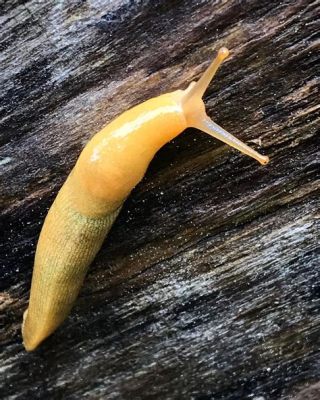  Horned Slug: Um Molusco Terrestre com Chifres Que Pode Te Surpreender!