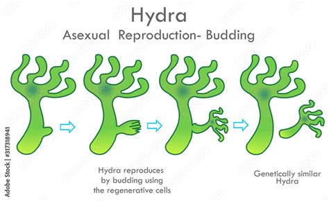  Hydra! Uma criatura fascinante que rejuvenesce e se reproduz por brotamento