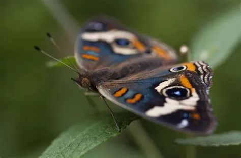  Junonia! Uma Borboleta Noturna Fascinante com Detalhes Coloridos e um Voo Enigmático