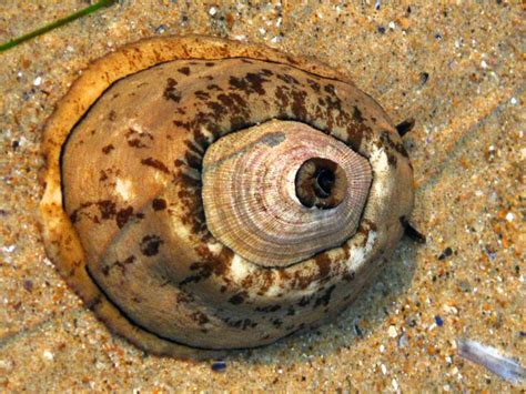  Keyhole Limpet: Unlocking the Mysteries of This Shell-Dwelling Architect!