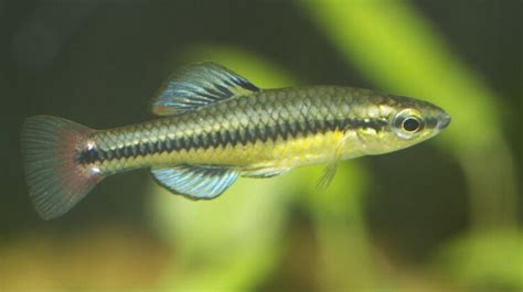  Killifish: Uma Jornada Fascinante de Metamorfose e Adaptabilidade!