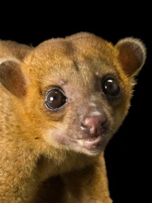  Kinkajou: Um Marsupial Arborícola que Encanta com sua Personalidade Noturna e Agilidade Incomparável!