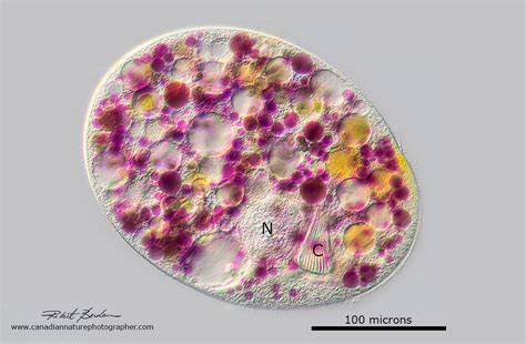  Nassula: Uma Criatura Microscópica Que Desafia a Definição de Animal e Que Se Move Como um Balé Aquático!