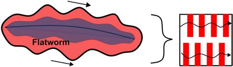  Quiriobacterium! Desvendando os Mistérios de um Verme Plano com Movimento Ondulatório