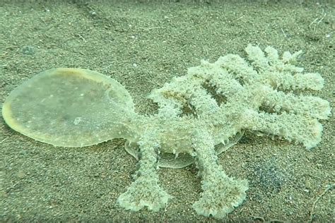  Umagilla viridis: Um Animal Marinho que Parece Ter Saído de um Filme de Ficção Científica!