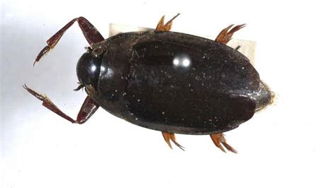  Whirligig Beetle!  A Water Skater That Twirls and Thrives on the Surface Tension